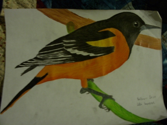 Oriole Drawing Photo