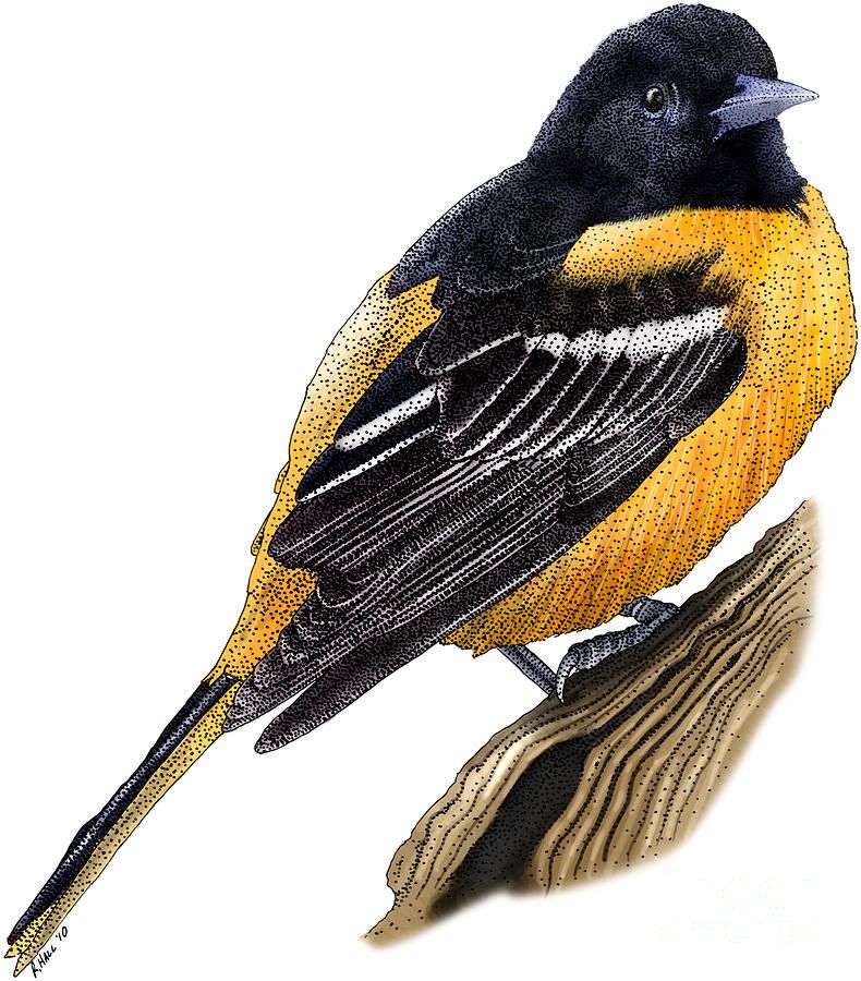 Oriole Drawing Pic