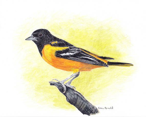Oriole Drawing Pics