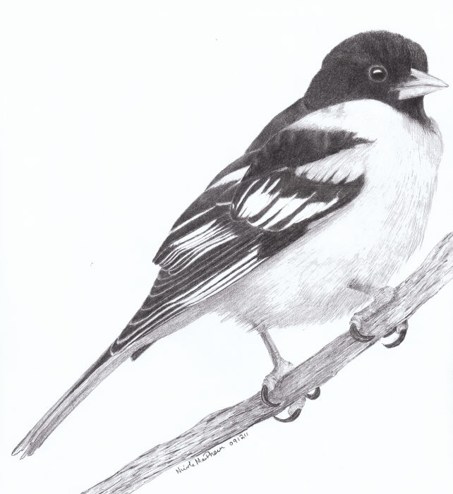 Oriole Drawing Picture