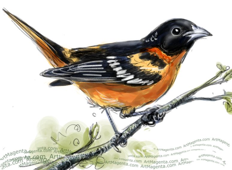 Oriole Drawing Sketch