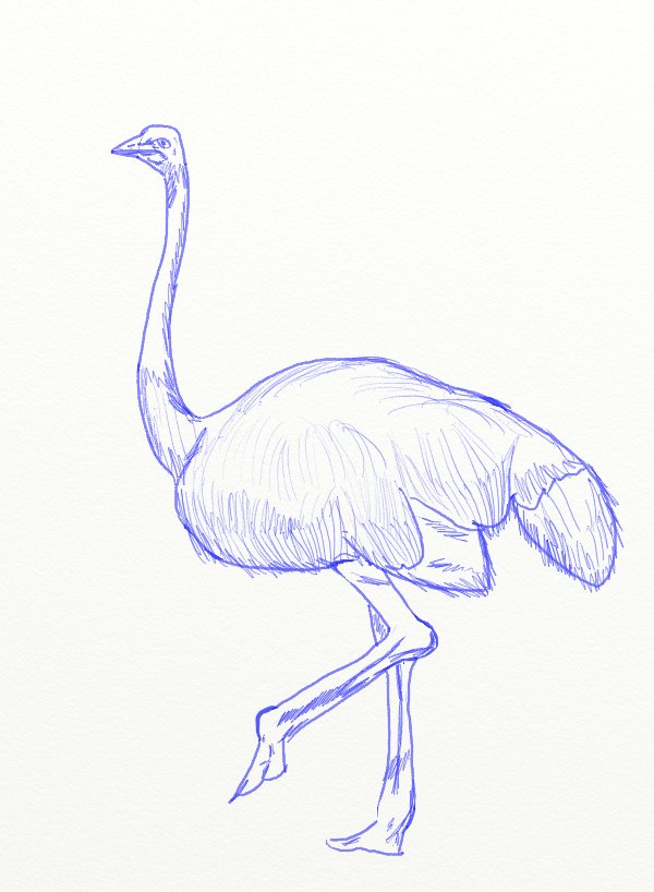 Ostrich Drawing Amazing