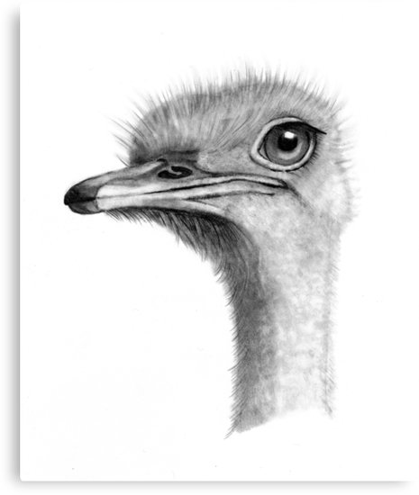 Ostrich Drawing Art