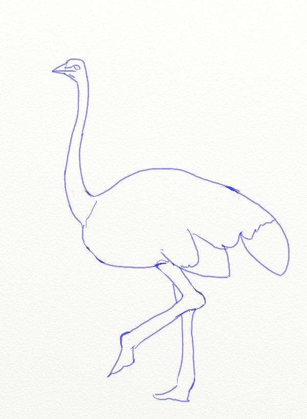 Cartoon Ostrich drawing and coloring for beginners