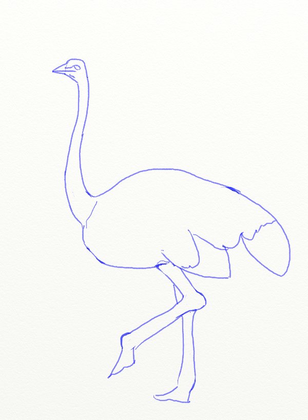 Ostrich Drawing Beautiful Image