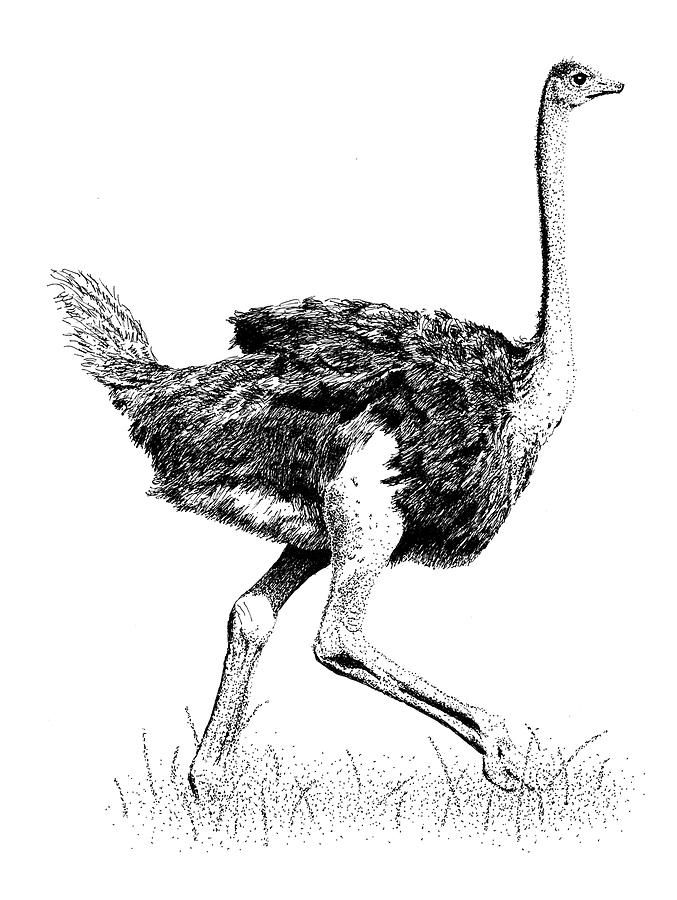 Ostrich Drawing Photo