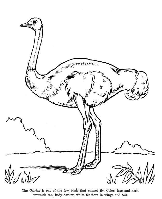 Ostrich Drawing Pics