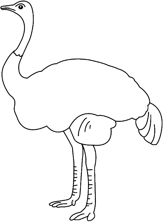 Ostrich Drawing Picture