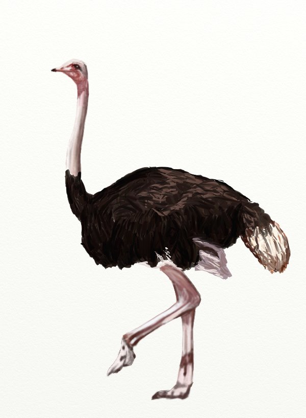 Ostrich Drawing Realistic
