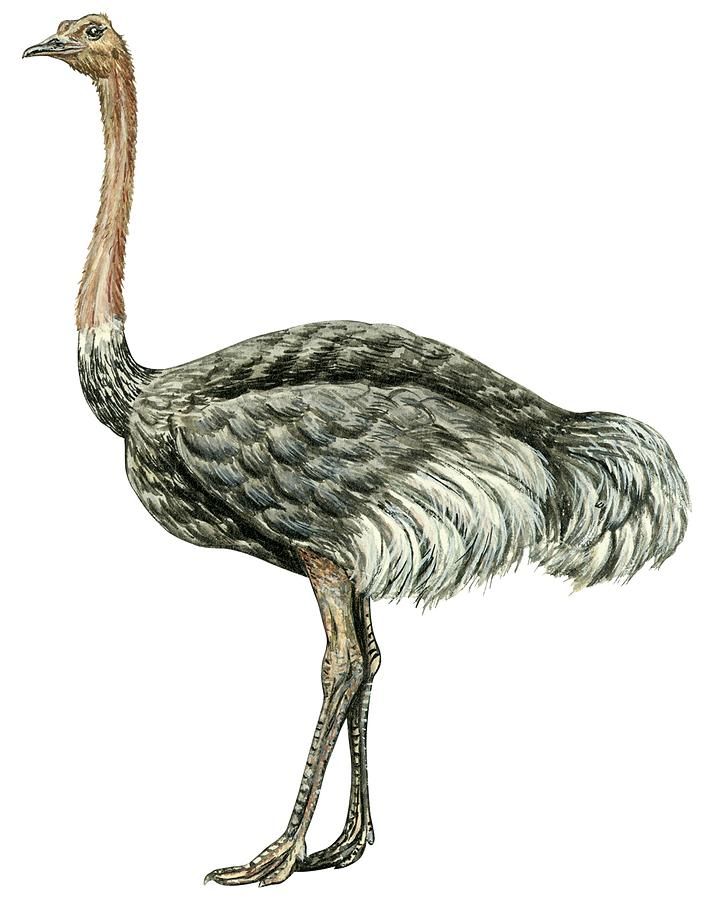 Ostrich Drawing