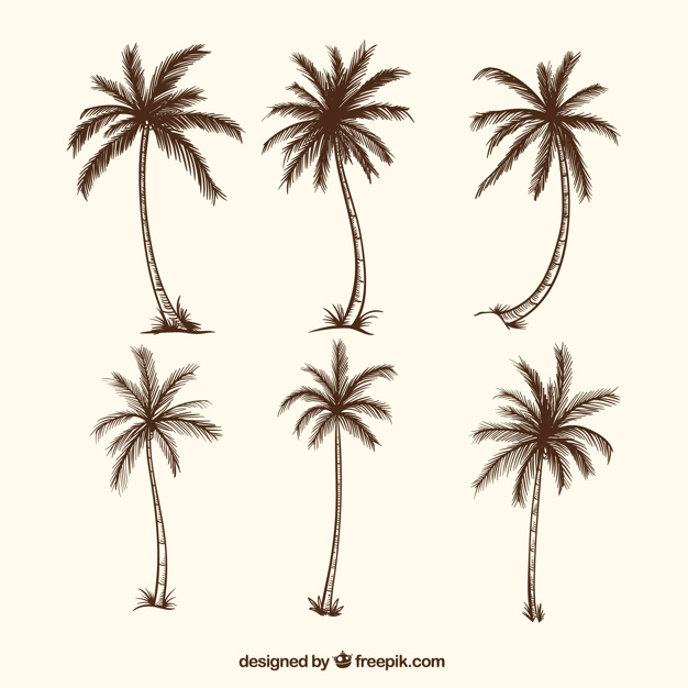 Palm Tree Drawing Beautiful Image