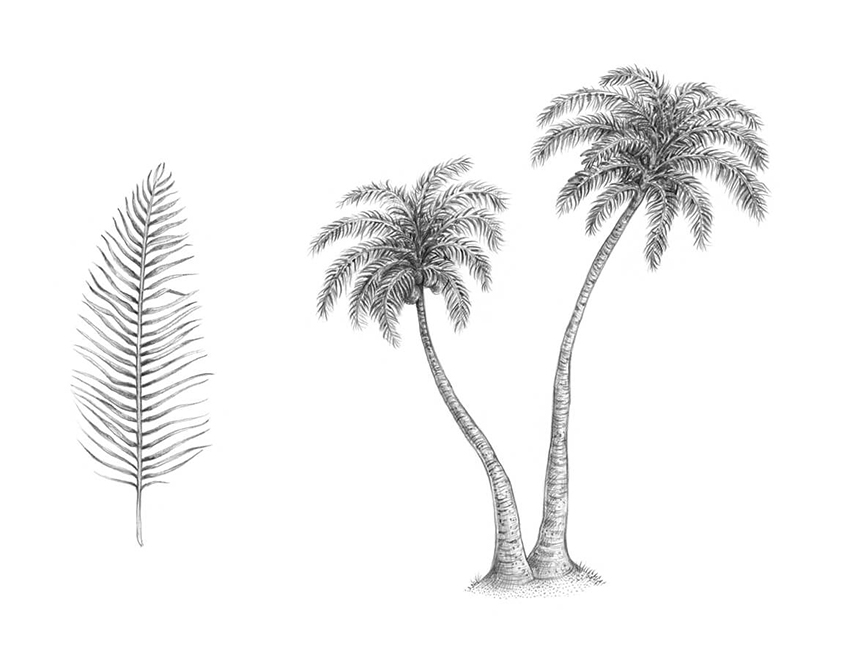 Palm Tree Drawing Photo