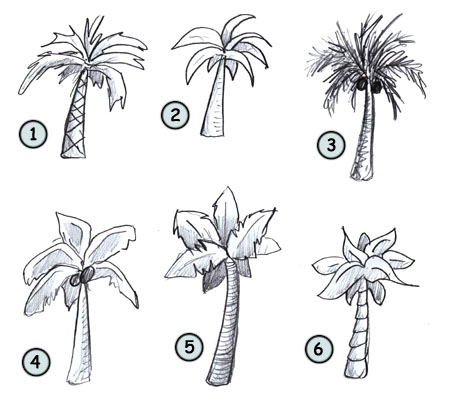 Palm Tree Drawing Pic