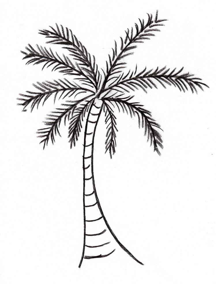 Palm Tree Drawing Sketch
