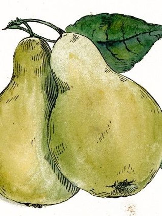 Pear Drawing Best