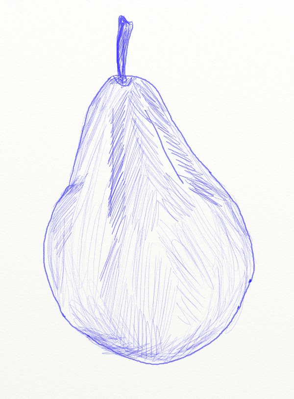 Pear Drawing Photo