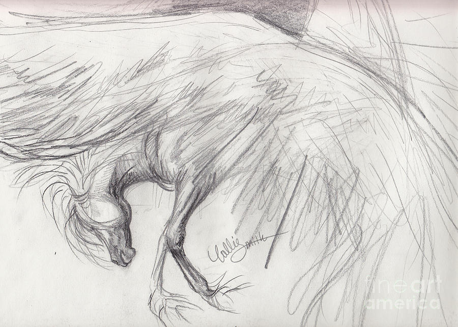 Pegasus Drawing Photos