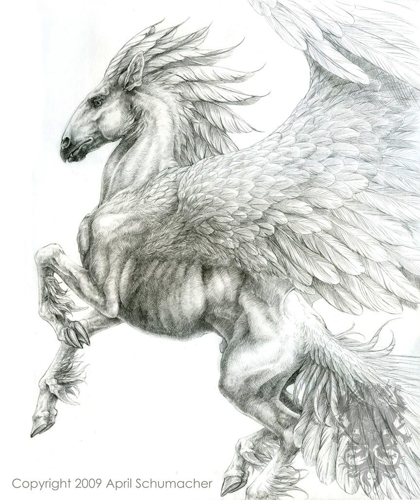 Pegasus Drawing Picture