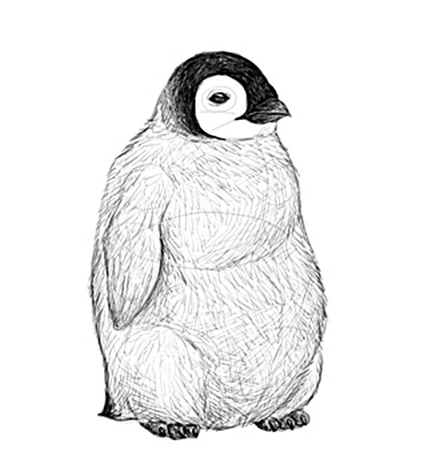 Penguin Drawing Image