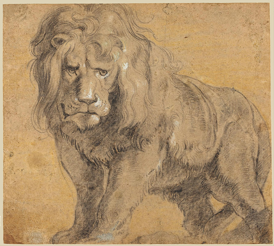 Peter Paul Rubens Drawing Realistic
