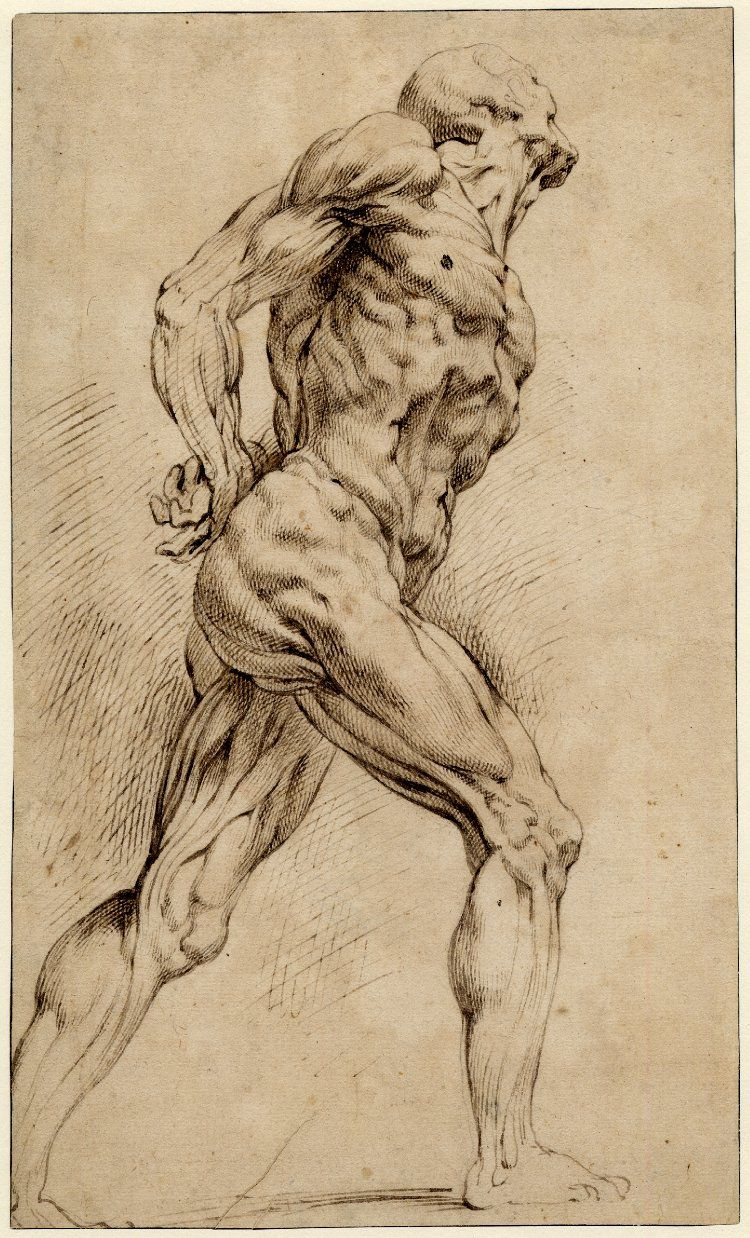 Peter Paul Rubens Drawing