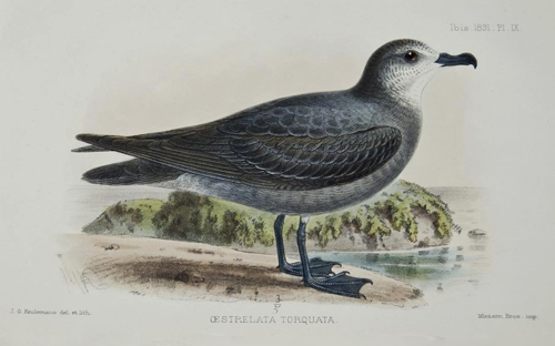 Petrel Art Drawing