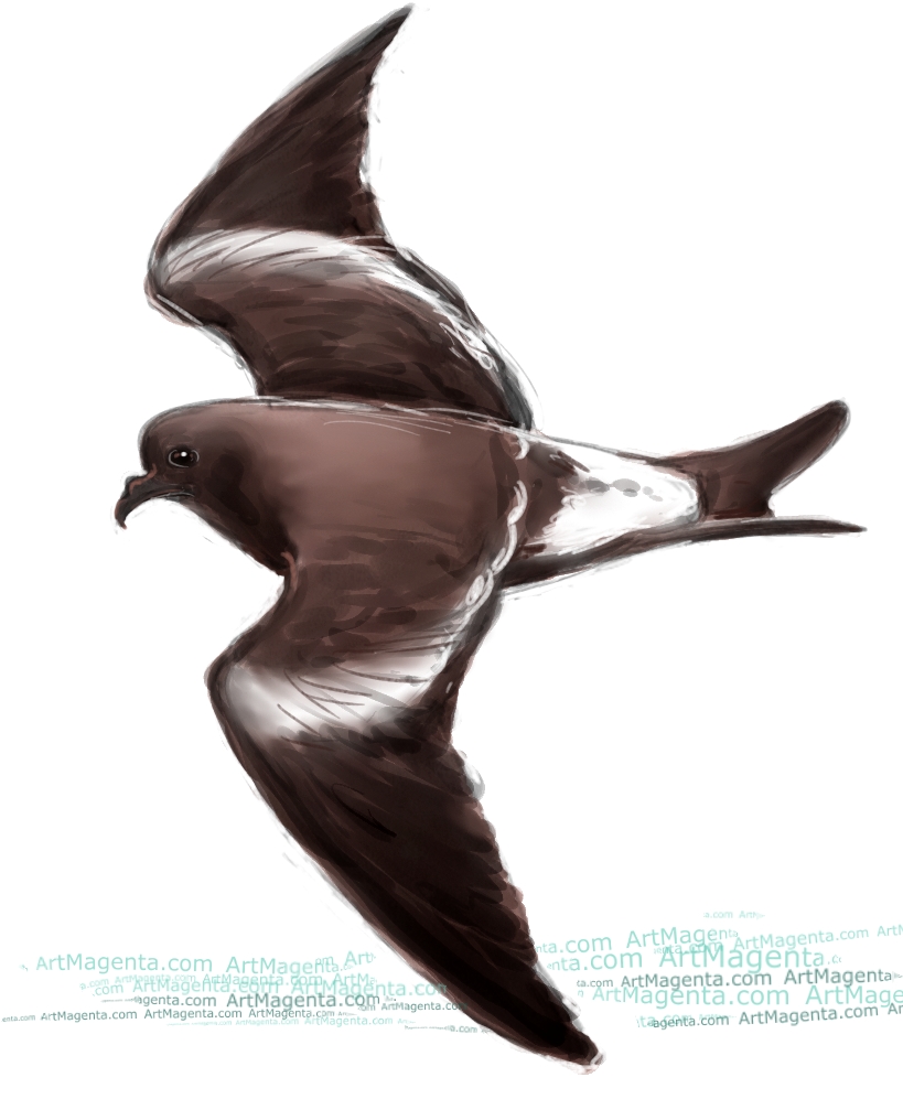 Petrel Drawing Amazing