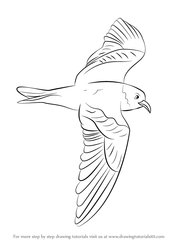 Petrel Drawing Art