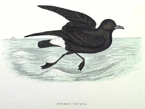 Petrel Drawing Beautiful Art