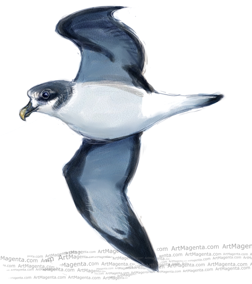 Petrel Drawing Image