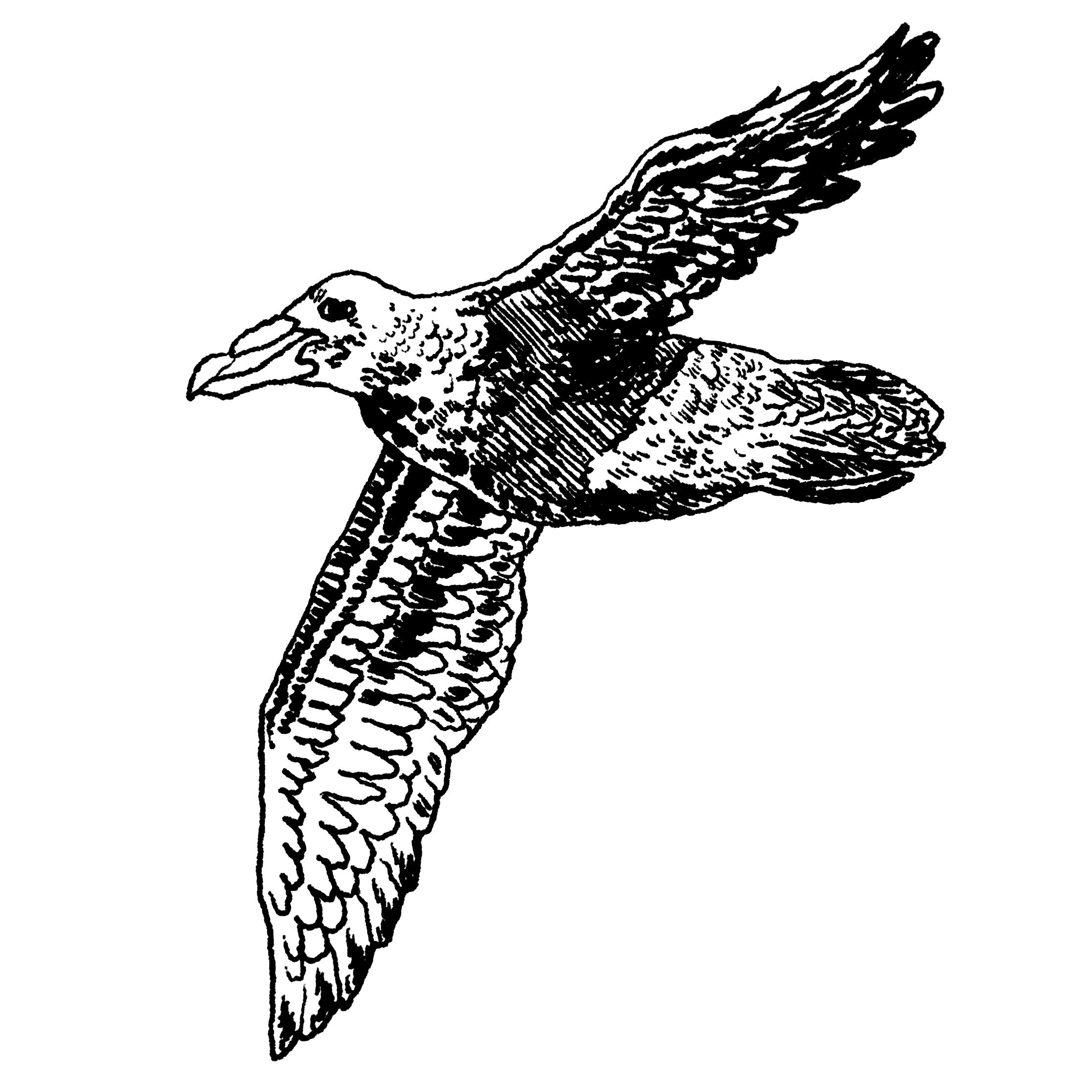 Petrel Drawing Images