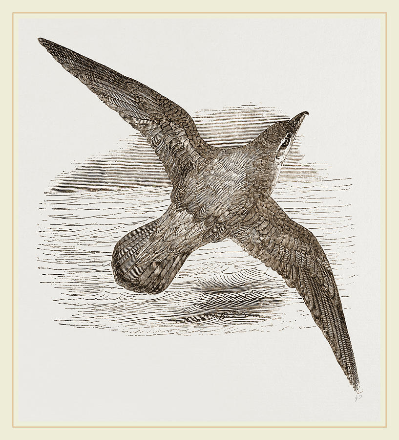 Petrel Drawing Photo