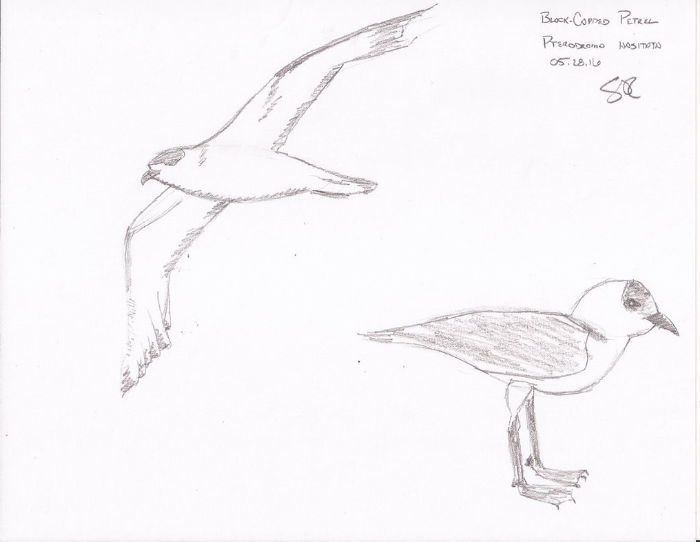 Petrel Drawing Pics