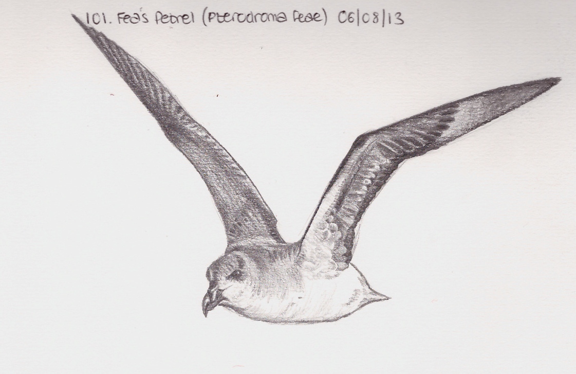 Petrel Drawing Picture