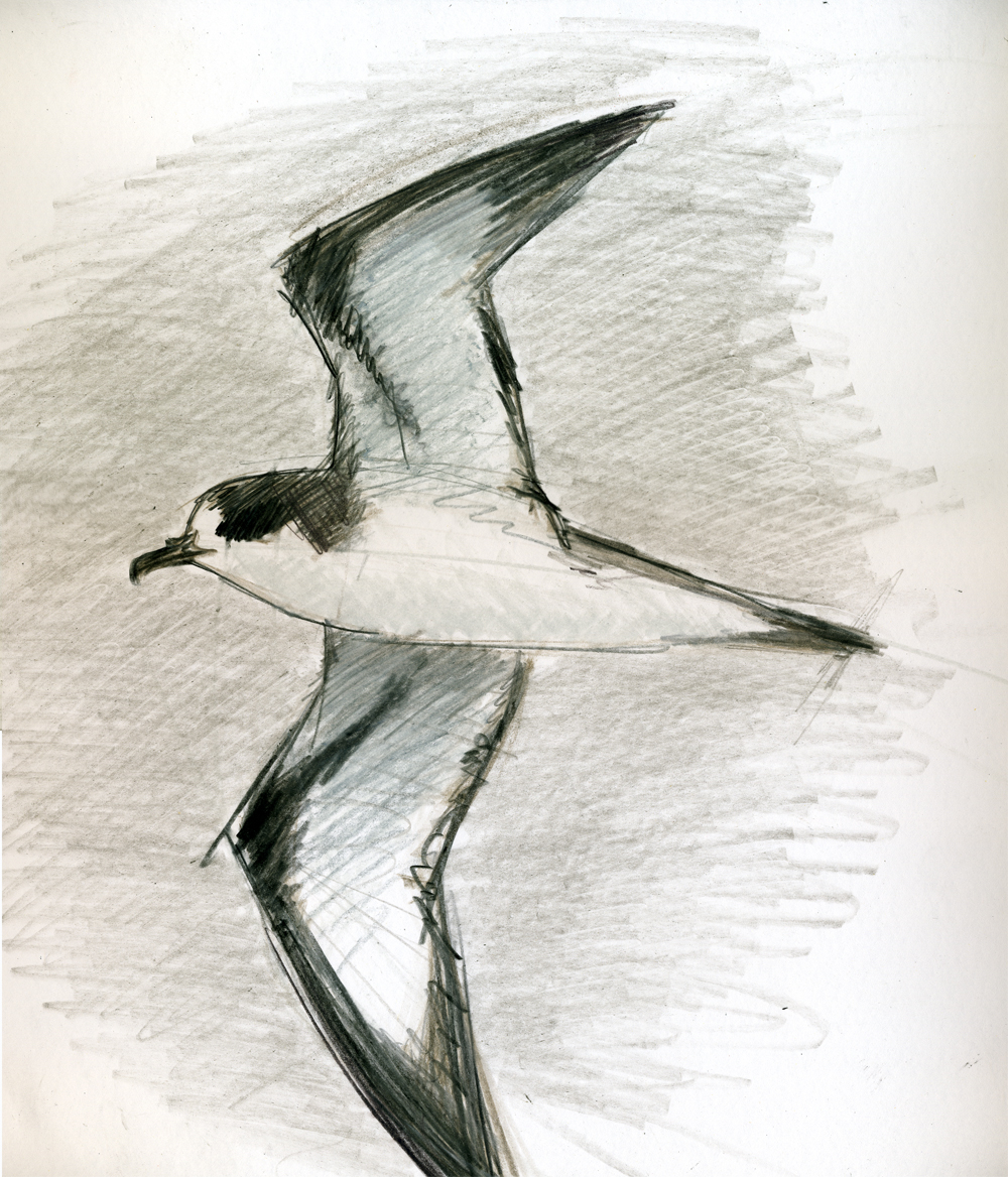 Petrel Drawing Sketch