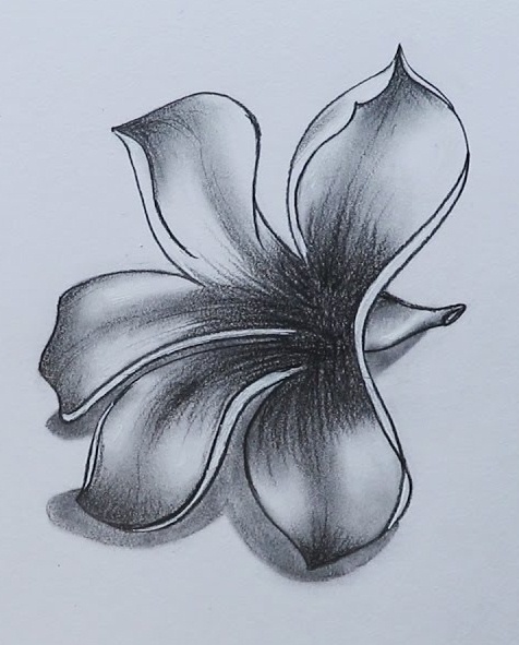 Plumeria Drawing Art