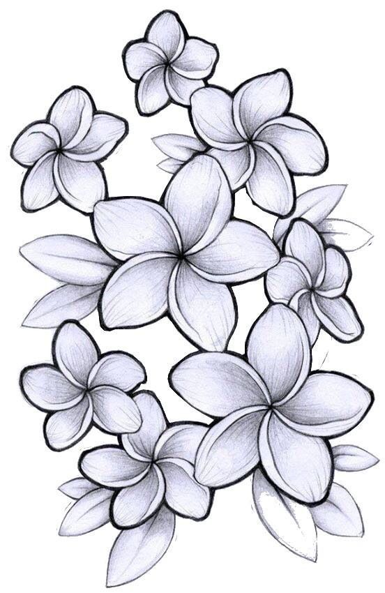 Plumeria Drawing Photo