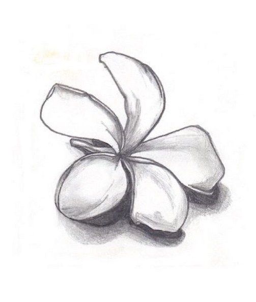 Plumeria Drawing Pic