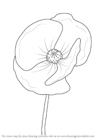 Drawf Poppy Poppy Drawing Sketch - Drawing Skill