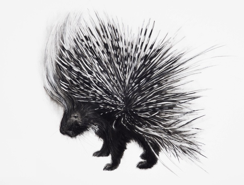 Porcupine Art Drawing