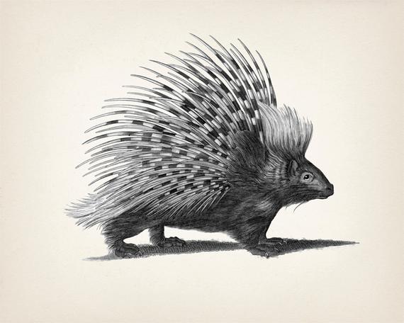 Porcupine Drawing Amazing