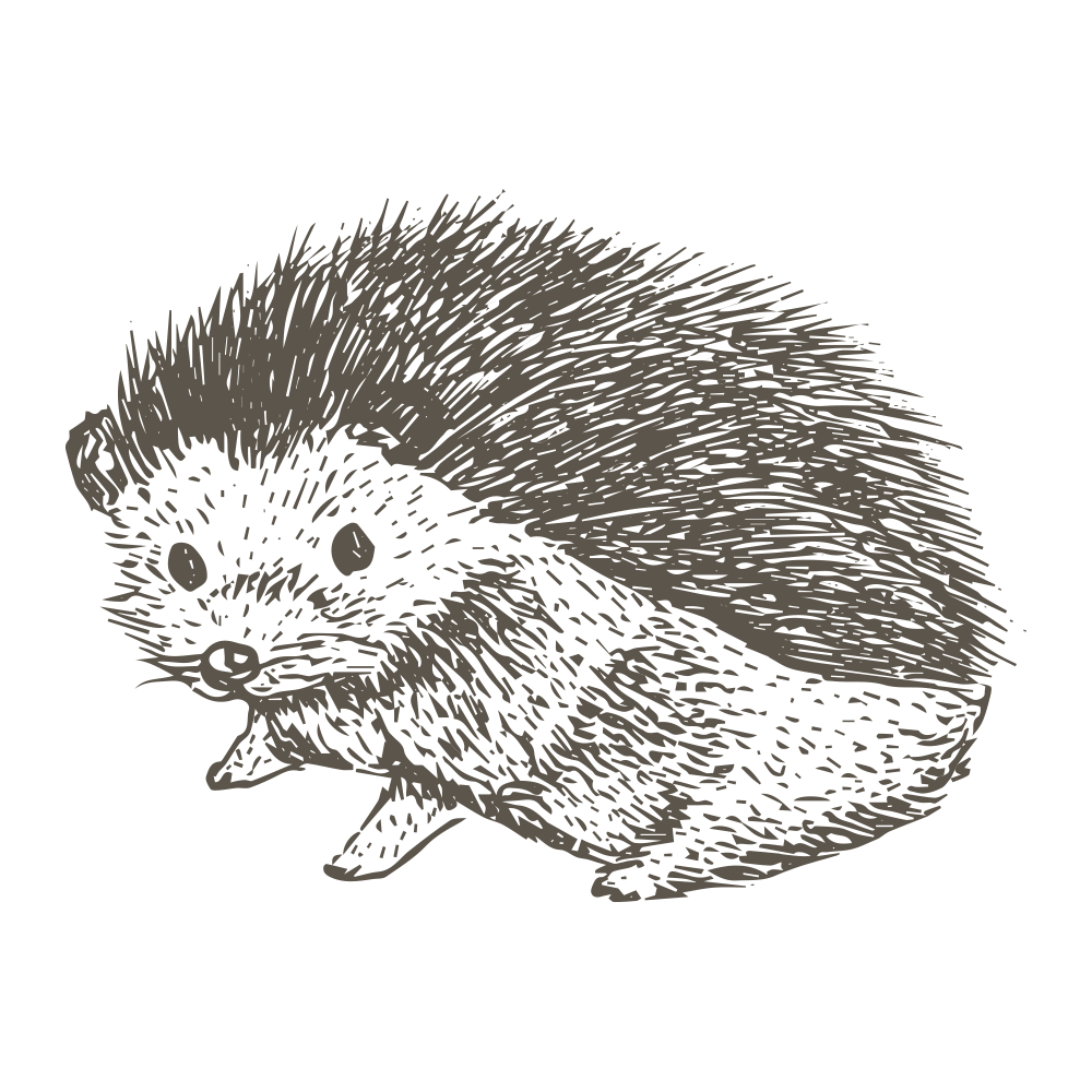 Porcupine Drawing Art