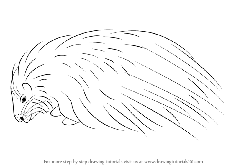 Porcupine Drawing Beautiful Image