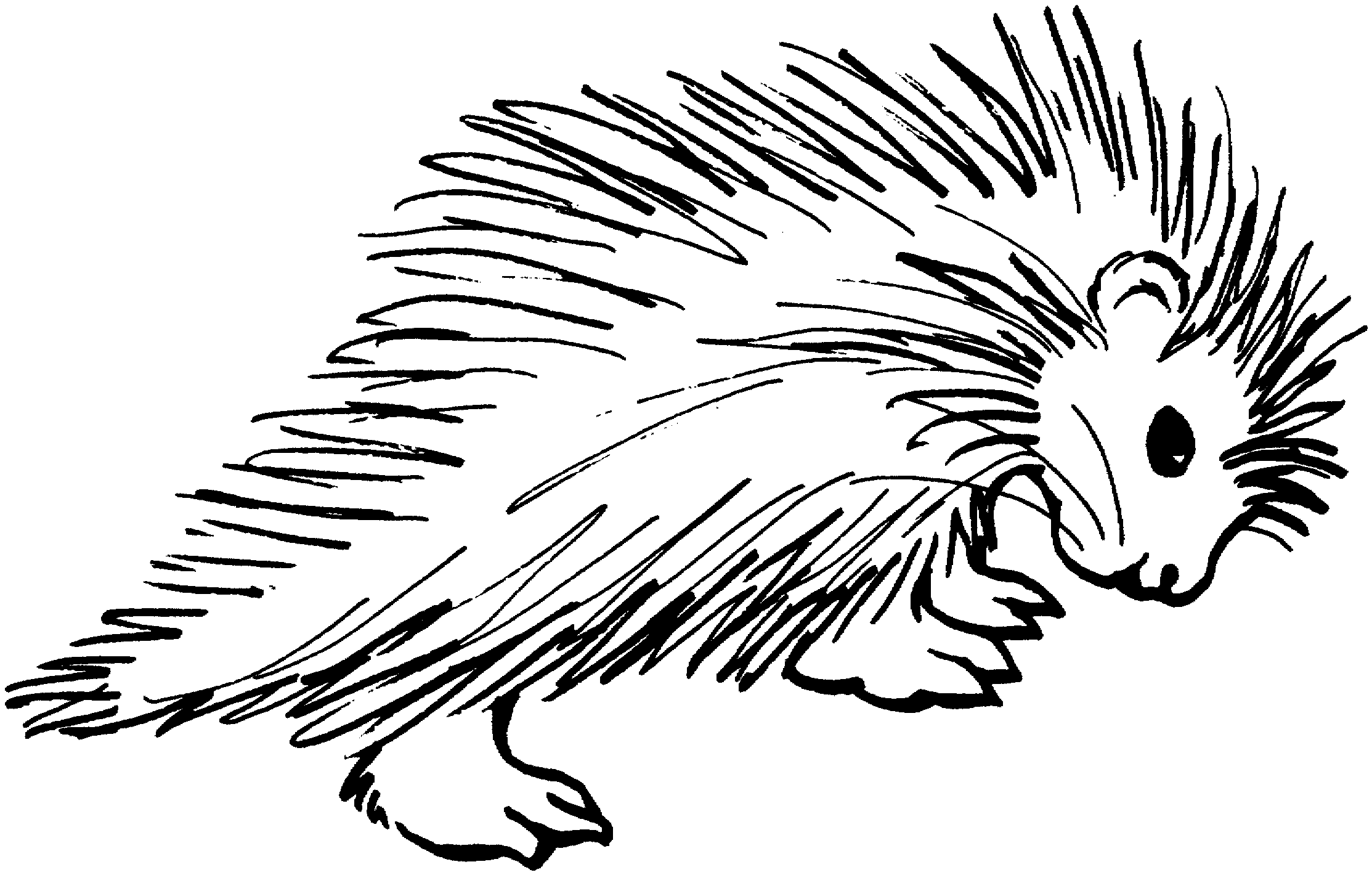 Porcupine Drawing Best