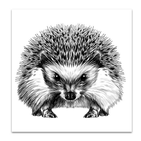 Porcupine Drawing Creative Art