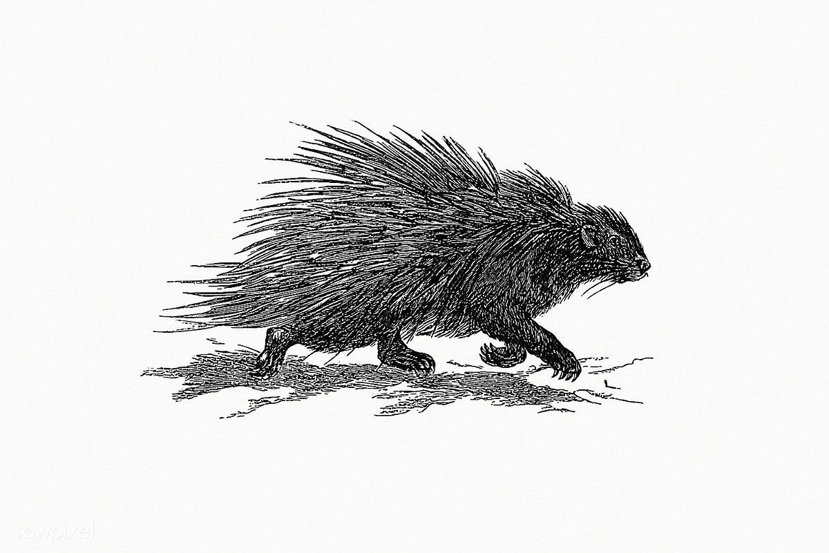 Porcupine Drawing High-Quality