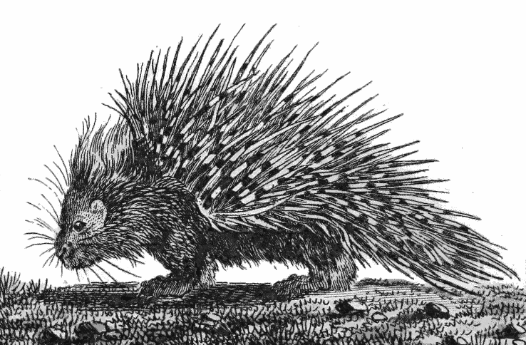 Porcupine Drawing Images