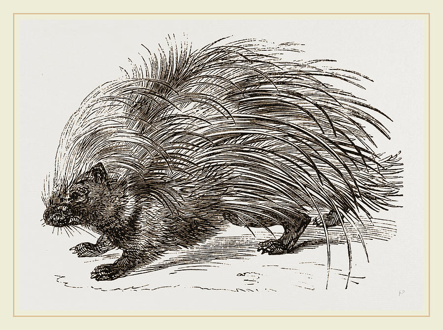 Porcupine Drawing Picture