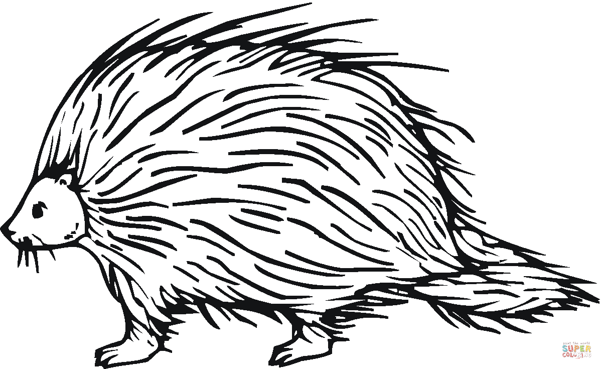 Porcupine Drawing Pictures