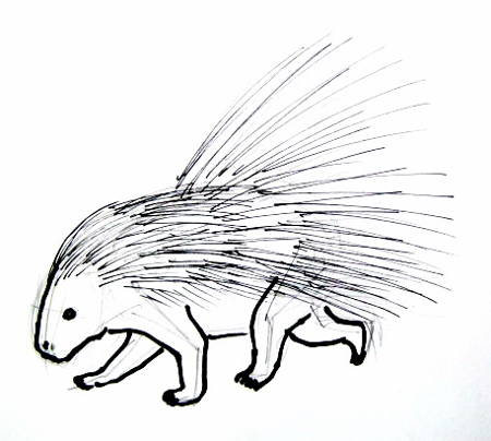 Porcupine Drawing Realistic